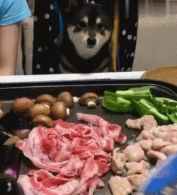 狗狗鼻頭顏色淡_狗狗鼻頭顏色變淺是怎么回事_小狗鼻頭變淺