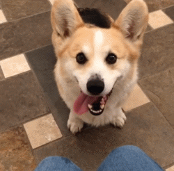 小狗鼻頭變淺_狗狗鼻頭顏色淡_狗狗鼻頭顏色變淺是怎么回事