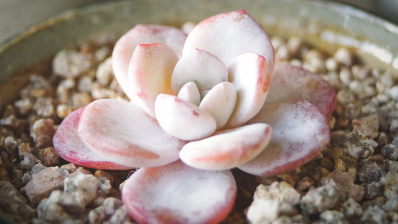 多肉雪蓮怎么養