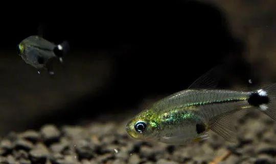 十大最美麗的燈魚推薦，草缸造景的好幫手