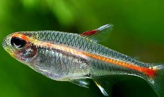 小型觀賞魚愛成群游的_成群觀賞魚_會群游的觀賞魚