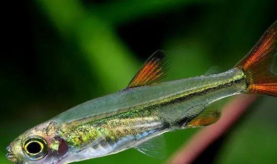 成群觀賞魚_小型觀賞魚愛成群游的_會群游的觀賞魚