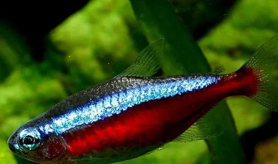 小型觀賞魚愛成群游的_成群觀賞魚_會群游的觀賞魚