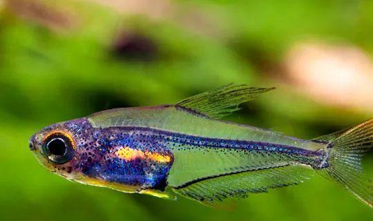 小型觀賞魚愛成群游的_會群游的觀賞魚_成群觀賞魚