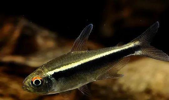 會群游的觀賞魚_成群觀賞魚_小型觀賞魚愛成群游的