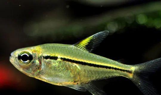 成群觀賞魚_會群游的觀賞魚_小型觀賞魚愛成群游的