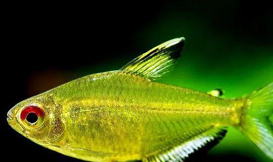 成群觀賞魚_會群游的觀賞魚_小型觀賞魚愛成群游的