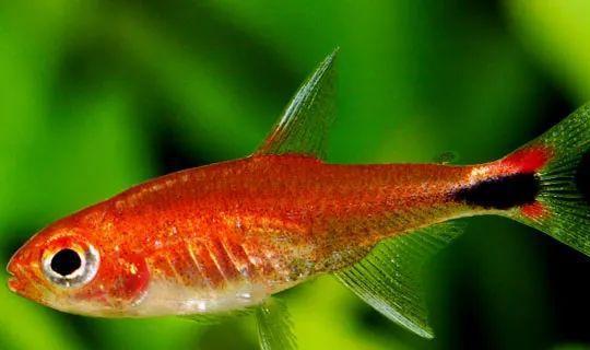 會群游的觀賞魚_成群觀賞魚_小型觀賞魚愛成群游的