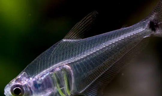 成群觀賞魚_會群游的觀賞魚_小型觀賞魚愛成群游的