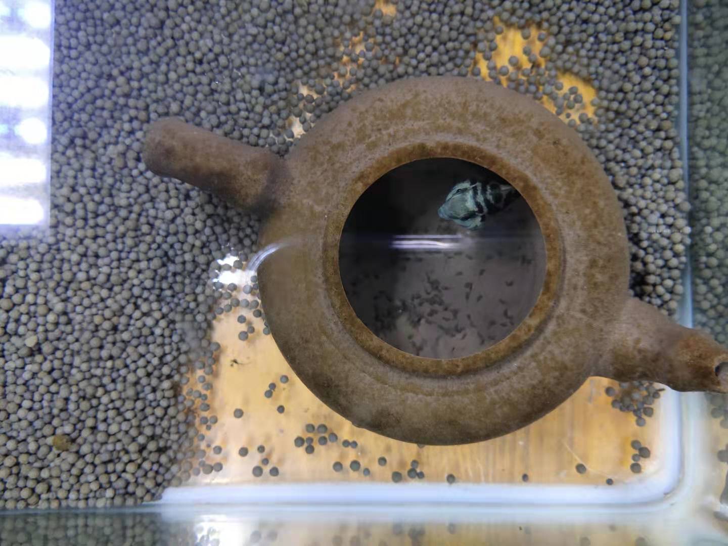 繁殖觀賞魚(yú)賣(mài)能掙錢(qián)嗎_繁殖觀賞能魚(yú)養(yǎng)殖嗎_觀賞魚(yú)能繁殖嗎