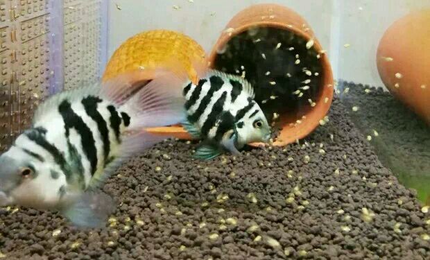 繁殖觀賞魚(yú)賣(mài)能掙錢(qián)嗎_觀賞魚(yú)能繁殖嗎_繁殖觀賞能魚(yú)養(yǎng)殖嗎