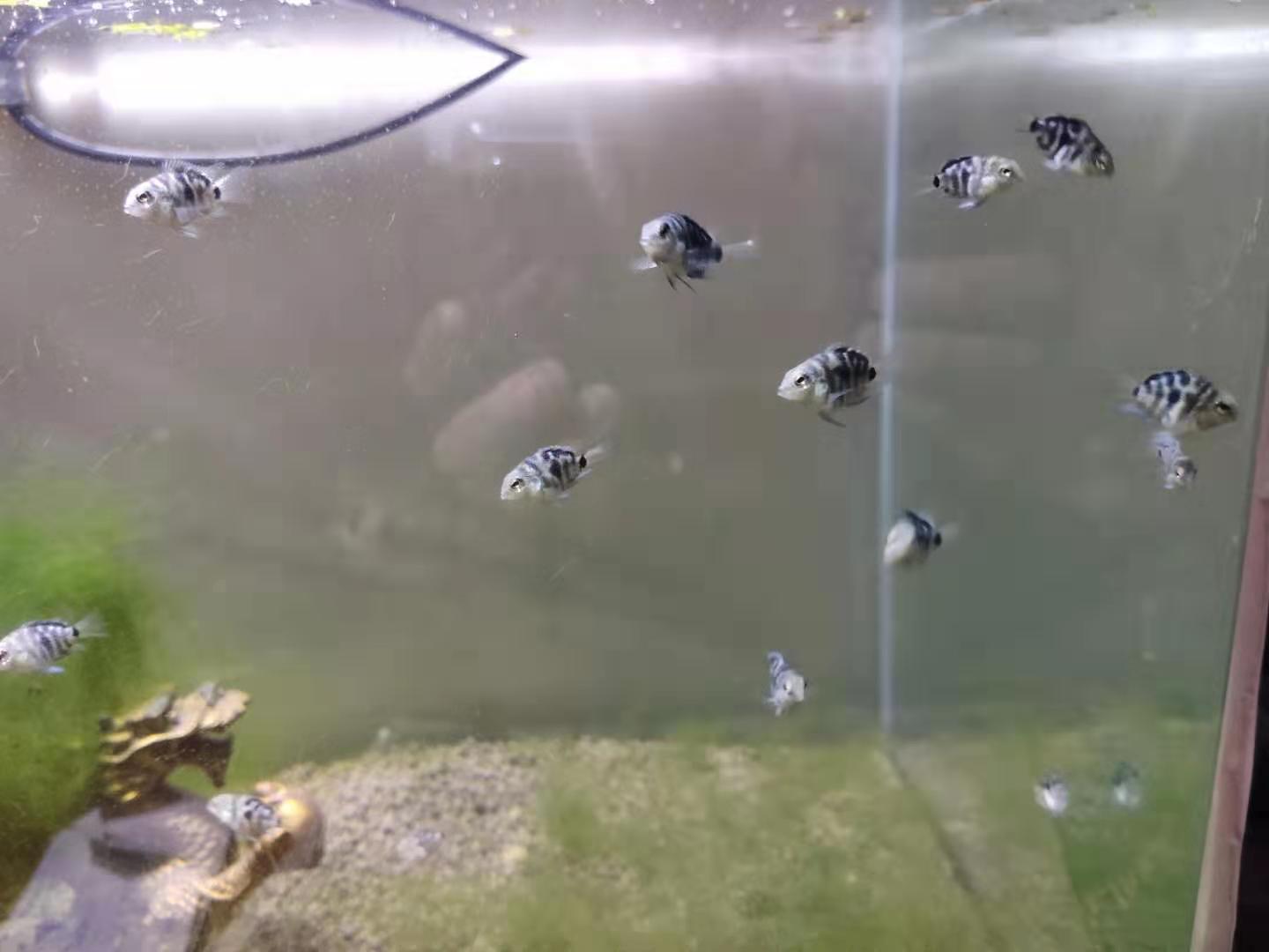 繁殖觀賞魚(yú)賣(mài)能掙錢(qián)嗎_繁殖觀賞能魚(yú)養(yǎng)殖嗎_觀賞魚(yú)能繁殖嗎