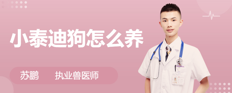 小泰迪狗怎么養