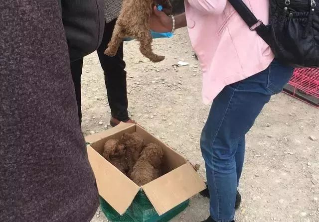 老奶奶急需錢用，準備把4只小泰迪賣掉，沒