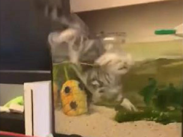 觀賞魚生小魚_小魚觀賞魚生病怎么辦_觀賞小魚生了小魚