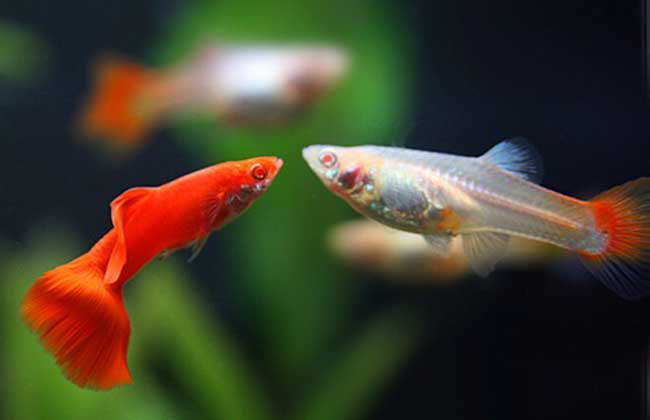 小魚觀賞魚生病怎么辦_觀賞小魚生了小魚_觀賞魚生小魚