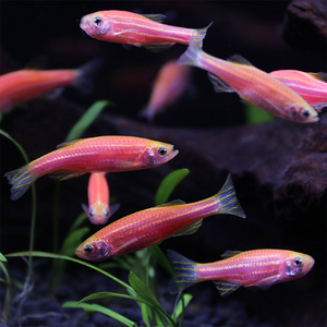 觀賞魚生小魚_小魚觀賞魚生病怎么辦_觀賞小魚生了小魚