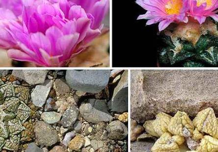 多肉罕見(jiàn)品種_少見(jiàn)多肉植物_比較少見(jiàn)的多肉