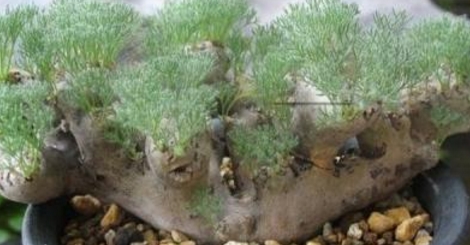 比較少見(jiàn)的多肉_少見(jiàn)多肉植物_多肉罕見(jiàn)品種