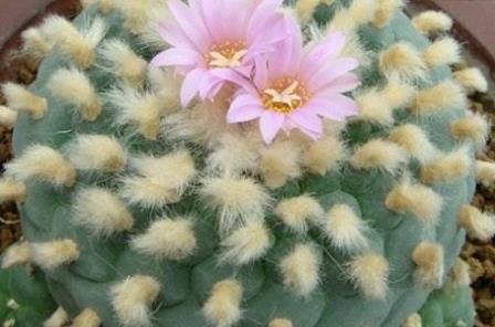 多肉罕見(jiàn)品種_少見(jiàn)多肉植物_比較少見(jiàn)的多肉