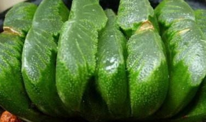 多肉罕見(jiàn)品種_少見(jiàn)多肉植物_比較少見(jiàn)的多肉