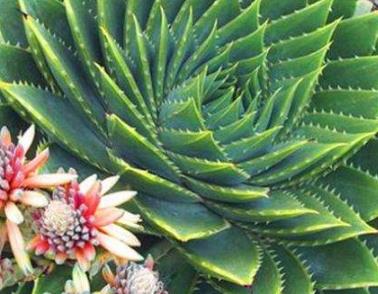 比較少見(jiàn)的多肉_少見(jiàn)多肉植物_多肉罕見(jiàn)品種