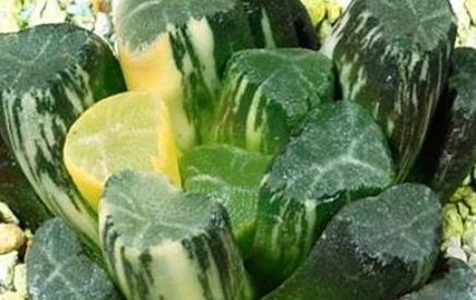 比較少見(jiàn)的多肉_少見(jiàn)多肉植物_多肉罕見(jiàn)品種