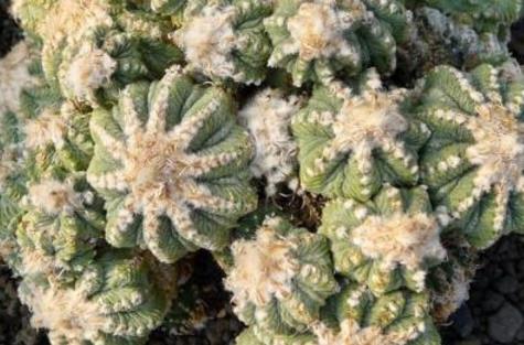 多肉罕見(jiàn)品種_少見(jiàn)多肉植物_比較少見(jiàn)的多肉