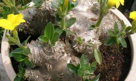 多肉罕見(jiàn)品種_少見(jiàn)多肉植物_比較少見(jiàn)的多肉