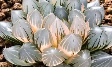 比較少見(jiàn)的多肉_少見(jiàn)多肉植物_多肉罕見(jiàn)品種