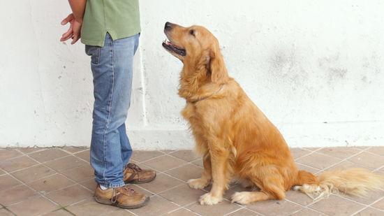 狗狗能聽(tīng)懂人說(shuō)的話_狗狗能聽(tīng)懂人說(shuō)話嗎_狗能聽(tīng)懂人說(shuō)話不