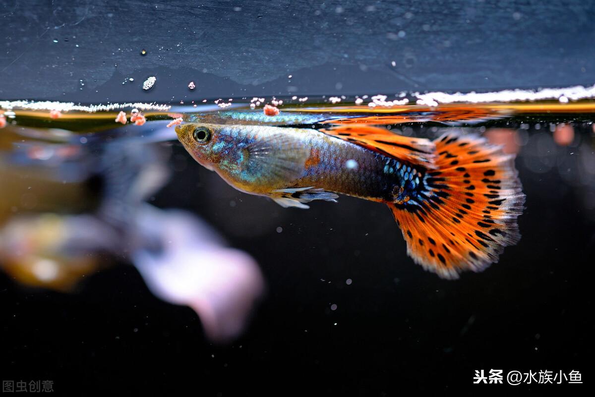 觀賞魚斑馬魚怎樣繁殖_繁殖觀賞魚斑馬魚能吃嗎_繁殖觀賞魚斑馬魚能長多大