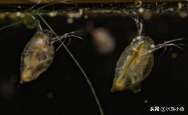 觀賞魚斑馬魚怎樣繁殖_繁殖觀賞魚斑馬魚能吃嗎_繁殖觀賞魚斑馬魚能長多大