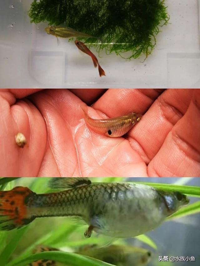 觀賞魚斑馬魚怎樣繁殖_繁殖觀賞魚斑馬魚能長多大_繁殖觀賞魚斑馬魚能吃嗎
