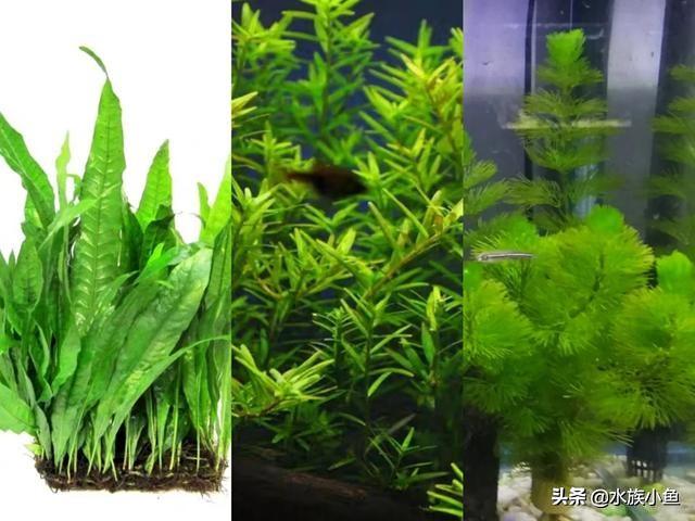 繁殖觀賞魚斑馬魚能長多大_繁殖觀賞魚斑馬魚能吃嗎_觀賞魚斑馬魚怎樣繁殖