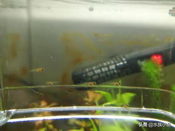 觀賞魚斑馬魚怎樣繁殖_繁殖觀賞魚斑馬魚能吃嗎_繁殖觀賞魚斑馬魚能長多大