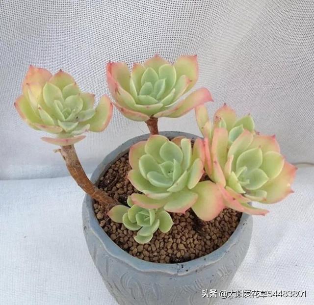 多肉植物碧桃的養(yǎng)護_碧桃多肉冬天怎么養(yǎng)_多肉碧桃的養(yǎng)殖方法和注意事項