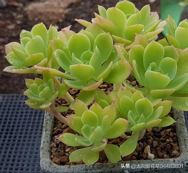 多肉植物碧桃的養(yǎng)護_多肉碧桃的養(yǎng)殖方法和注意事項_碧桃多肉冬天怎么養(yǎng)