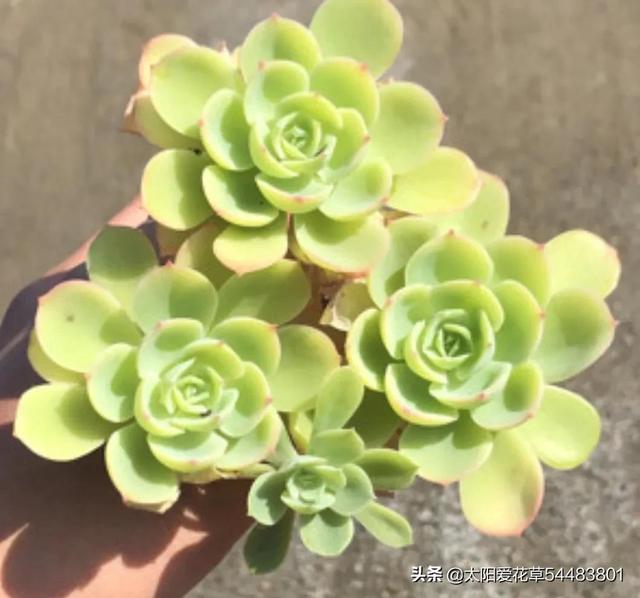 多肉碧桃的養(yǎng)殖方法和注意事項_碧桃多肉冬天怎么養(yǎng)_多肉植物碧桃的養(yǎng)護