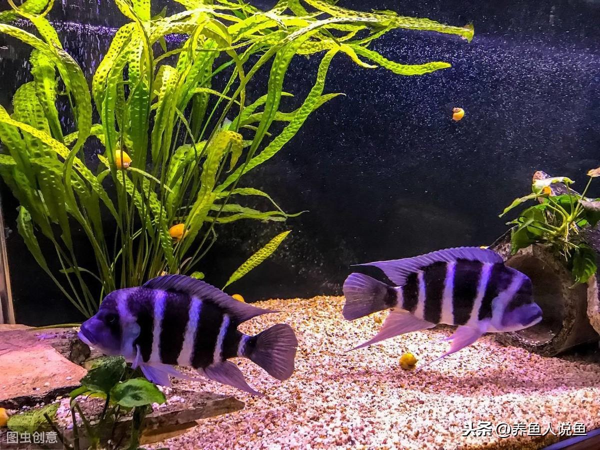 買回來的觀賞魚可以活多久_觀賞魚買回家多久喂食_觀賞魚剛買回來可以喂食嗎