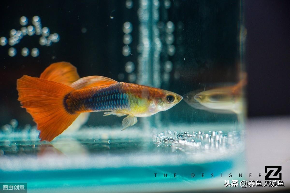 觀賞魚買回家多久喂食_觀賞魚剛買回來可以喂食嗎_買回來的觀賞魚可以活多久