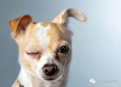為什么狗要斷尾_狗要斷尾巴多大合適_狗為什么要斷尾