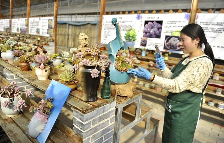 多肉命名怎么來的_總寫名言的叫迭名_多肉本名叫什么