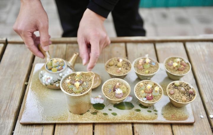 總寫名言的叫迭名_多肉命名怎么來的_多肉本名叫什么