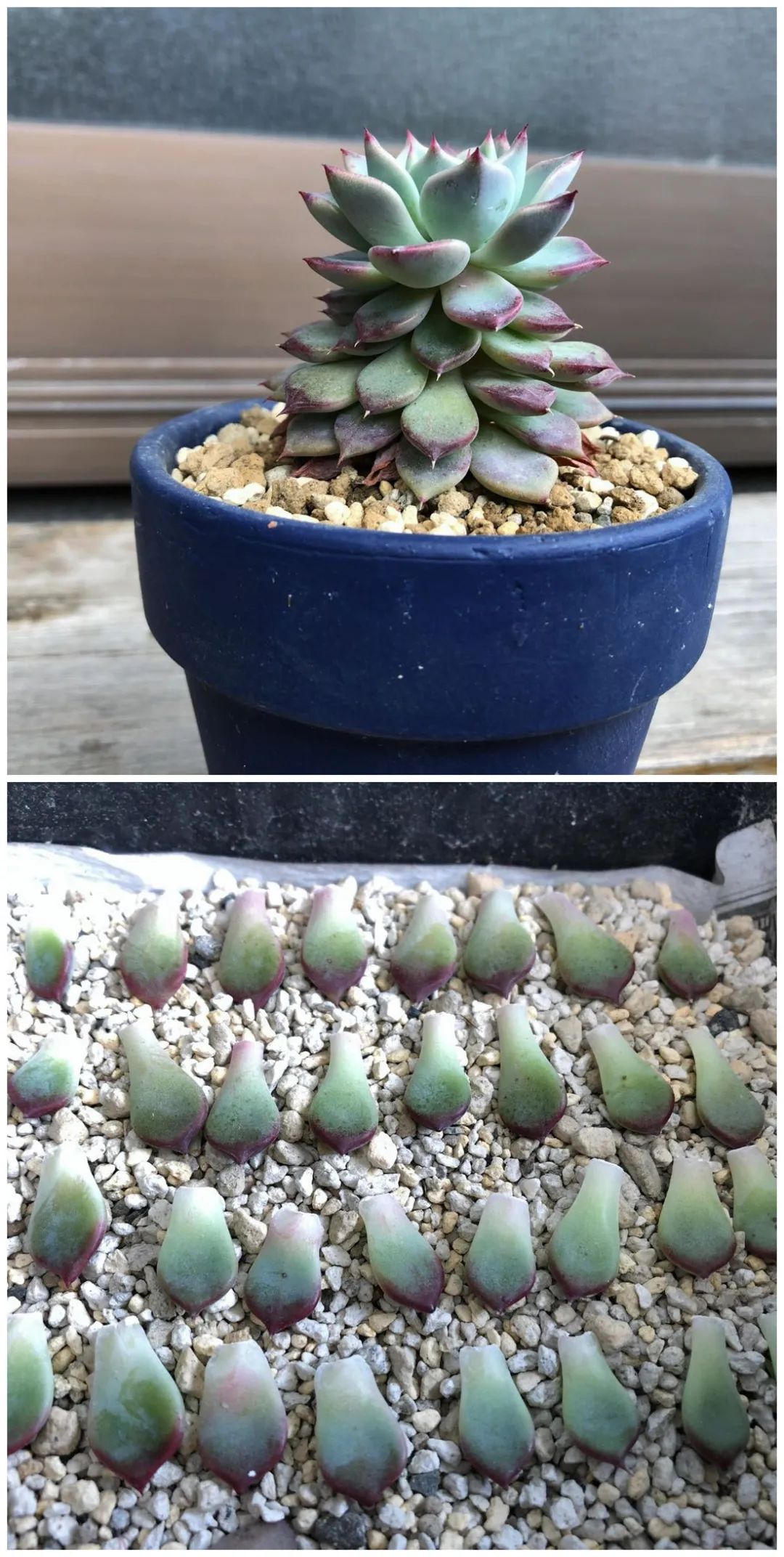 淡雪多肉種什么盆好看_淡雪多肉配什么花瓶好看_盆多肉是什么