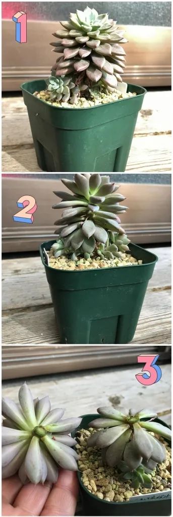 淡雪多肉種什么盆好看_盆多肉是什么_淡雪多肉配什么花瓶好看