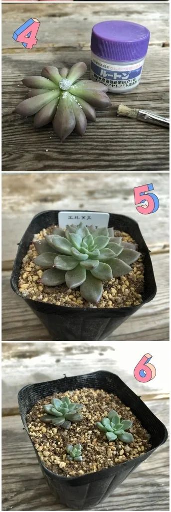 淡雪多肉種什么盆好看_盆多肉是什么_淡雪多肉配什么花瓶好看