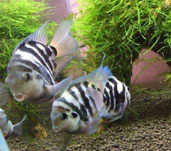 紅寶石魚顏色_觀賞寶石魚紅色是什么_觀賞魚紅寶石