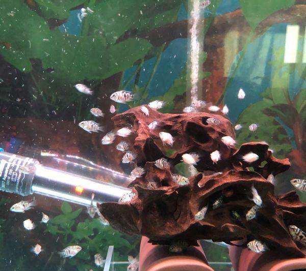 觀賞魚紅寶石_紅寶石魚顏色_觀賞寶石魚紅色是什么