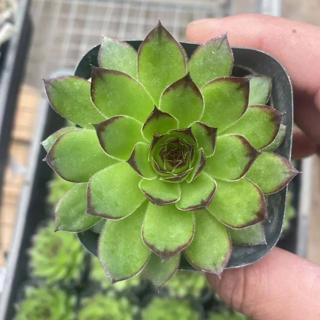 冬天最好養的多肉植物_冬天好養活的多肉_冬天好養的多肉有哪些品種